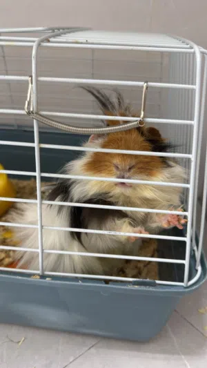 قيينا بيق Guinea pig