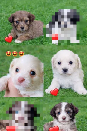 كلاب زينه للبيع