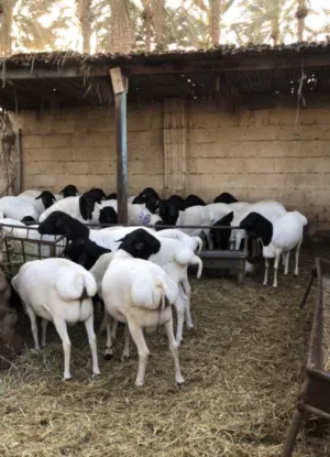 للبيع كباشه فول سمنه اقراء الوصف