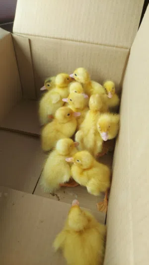 البط العماني / بط عماني