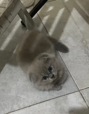 قطط سكوتش فولد وستريت