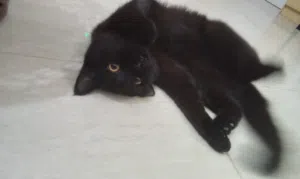 Cat for adoption [free]
