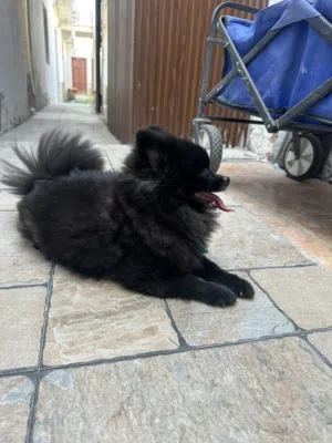 للبيع جلب أنثى