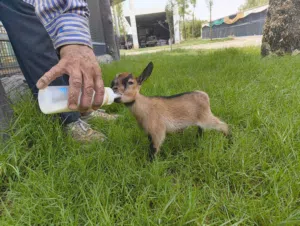 Dwarf goat for sale