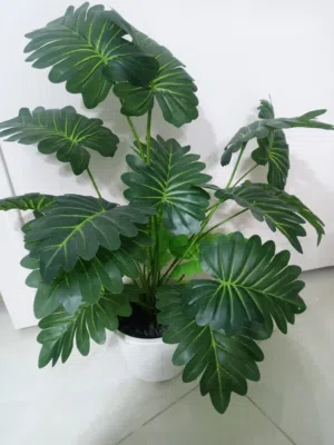 نبتة شجر زينة جديد