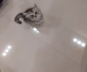 للبيع قطه في صلاله