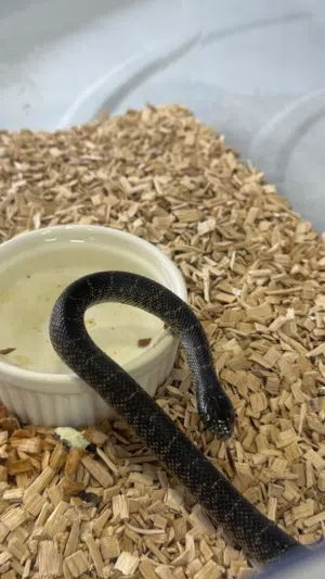 ثعبان كينج سنيك بلاك للبيع  Black King snake for sale