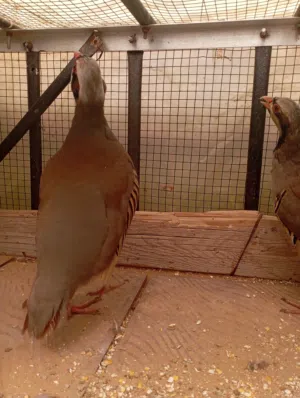 طيور حجل للبيع