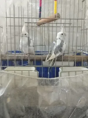 جوز البينو ذكر ولانثئ بايد البينو وجوز وايفيس بدهم شهر وبجهزو