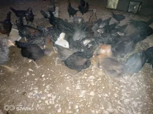‏دجاج‏2