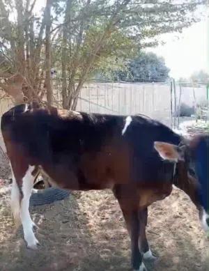 بقره بنت سنه ونص