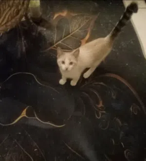 بيع قطط بيور انغارو تركي مخلط روسي سيامي