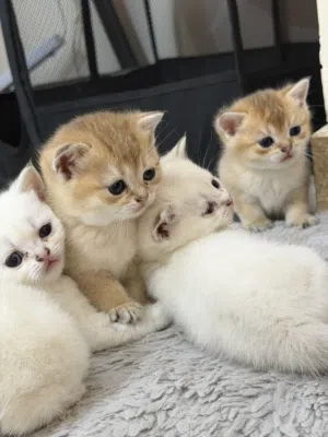 Small Scotch Cats