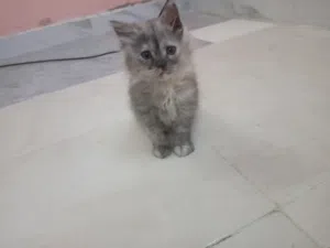 بيع قطط مستعجل