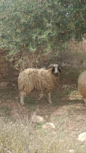 غنم للبيع ربي يبارك ما شاء الله