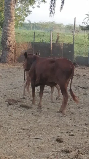 عجل محلي لباني تحت امه ف الواقع افضل