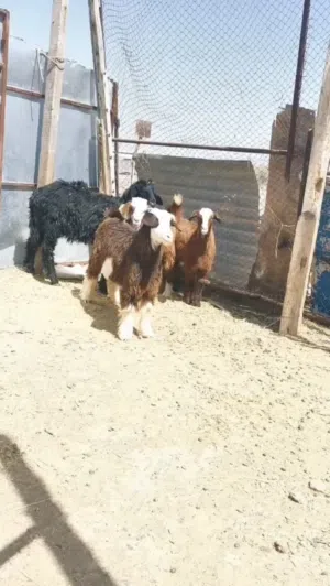 البيع جدايه سمان فول وحمله