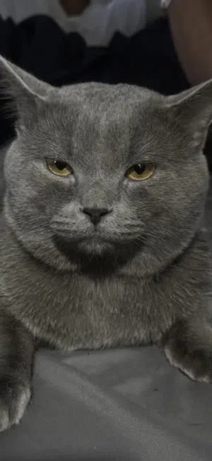 British Cat for Sale (2years old)