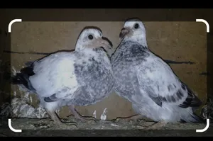 Pigeons0