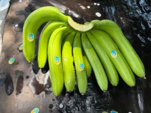 Indian bananas for sale immediate delivery available in muscat -sohar