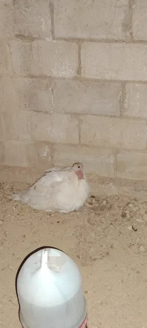 فرخه وراها ست صيصان