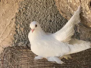 متاح زوز اناثي ودكر