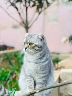 قط سكوتش فولد
