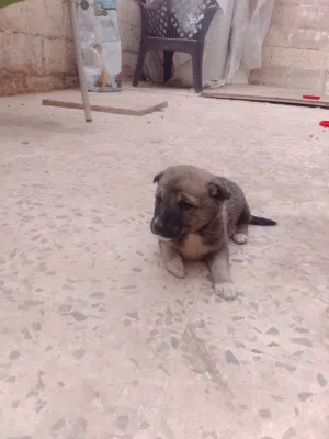 جرو جيرمن عمر خمسين يوم للبيع