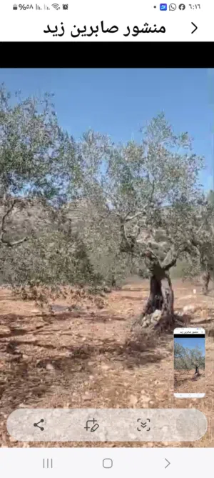 قطعه ارض نص ظلم 500 م في دير غساله سلطه سعر 18 الف دينار