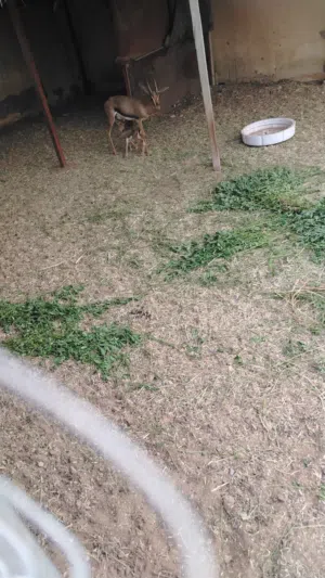 البيع غزال ذكر  ديماني   مع تصريح