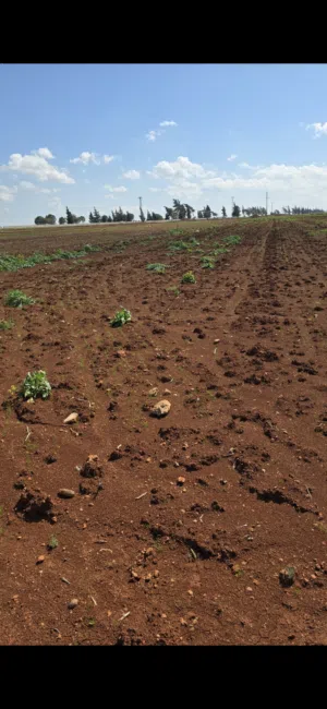 Farm Land for Sale in Idlib Other