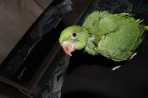 ببغاء دره فرخ اليف ذكي حاله جيدة