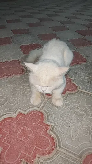سنور شيرازي للبيع