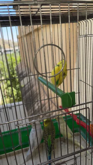 عصافير حب للبيع