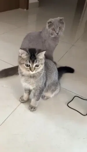 قطط للتبني