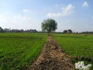 Farm . 1004 m2 . Agent2
