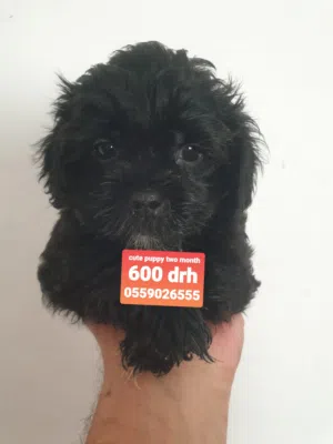cute havenese puppy