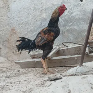 ديك باكستاني عمرو سنا وست شهور