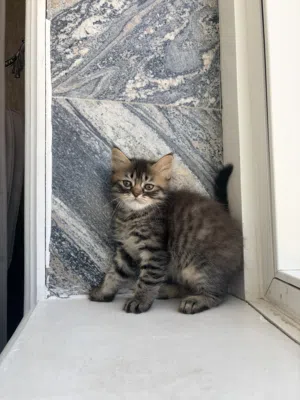 Mix persian Female kitten