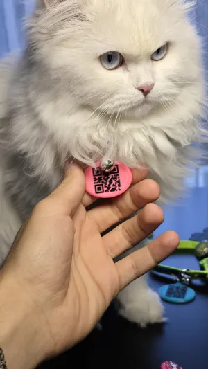 Accessories . Cats0