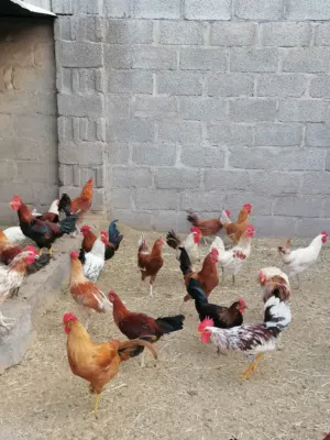 للبيع ديكه