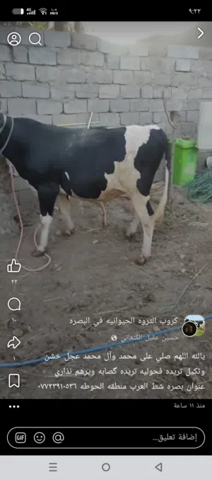 عفر رؤية ء إذ ا
