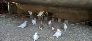 Pigeons0
