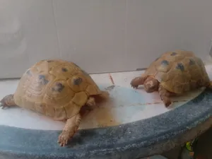 Turtles1