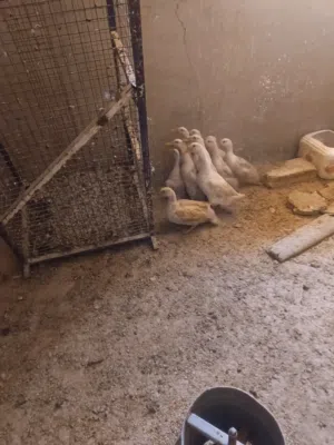 بط تركي للبيع