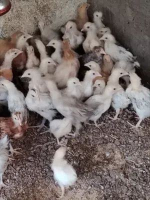 للبيع دجاج انظر التفاصيل