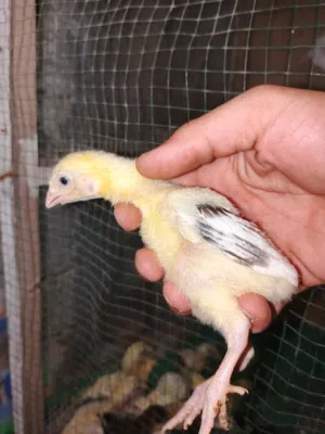 افراخ هراتي