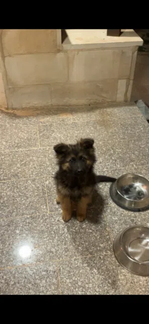 من اعلى مستويات الجيرمن