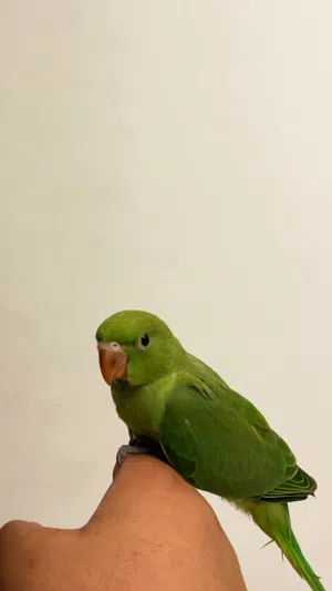 عرض خاص فرخ دره هندي للبيع