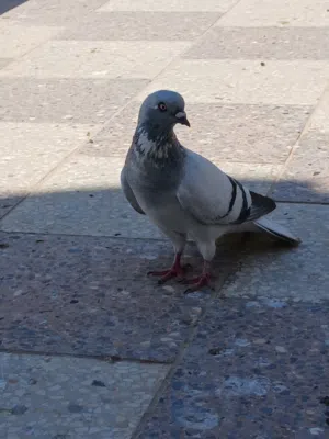 3 حبات للبيع